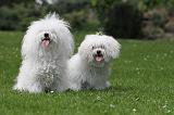 BICHON BOLONAIS 028